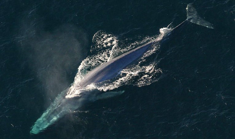 Izmjereni otkucaji srca plavetnog kita, ponekad ono kuca samo dva puta u minuti